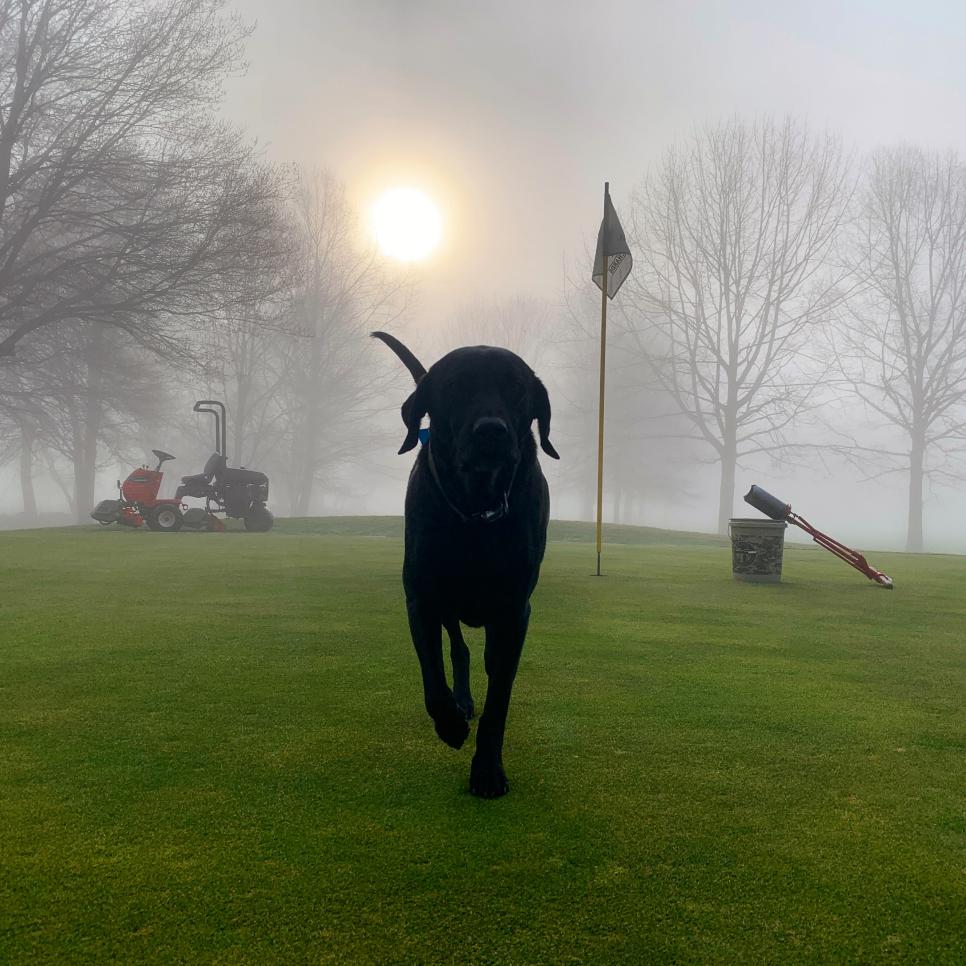 Our favorite golf dogs who rule the courses near you Courses Golf